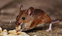 24 Hour & Emergency Exterminators in Harrisburg Junction, UT